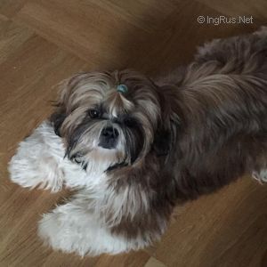 Dog Photo