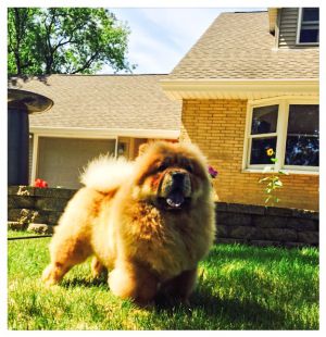Dog Photo