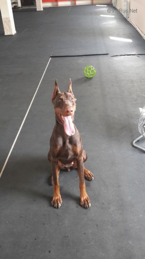 Dog Photo