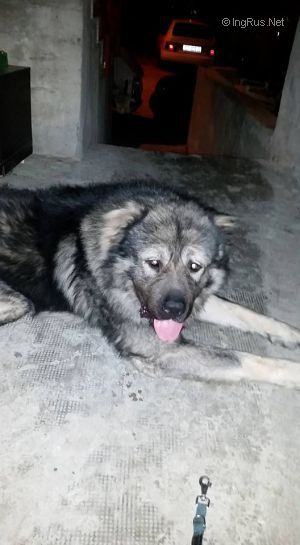 Dog Photo