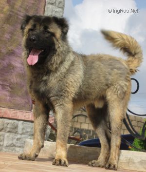 Dog Photo