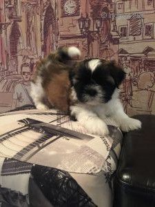 Dog Photo