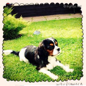 Dog Photo