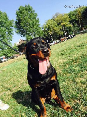 Dog Photo