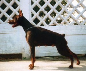 Dog Photo