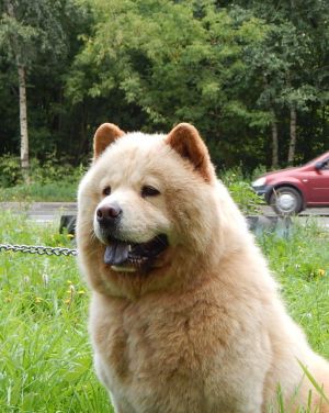 Dog Photo
