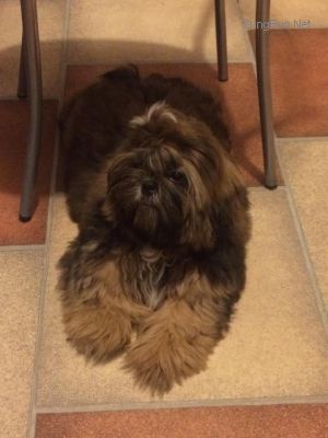 Dog Photo