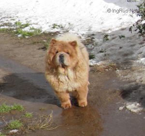 Dog Photo