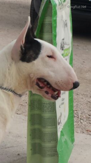Dog Photo