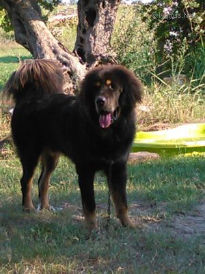 Dog Photo