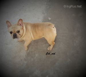 Dog Photo