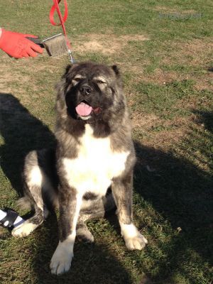 Dog Photo