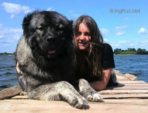 Dog Photo