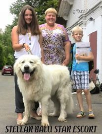 Dog Photo