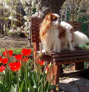 Dog Photo