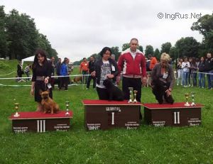 Dog Photo