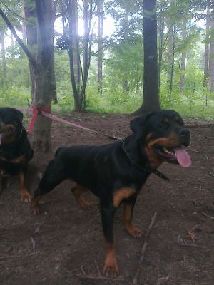 Dog Photo