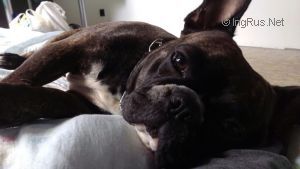Dog Photo