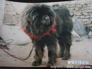 Dog Photo
