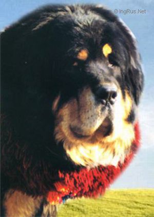Dog Photo