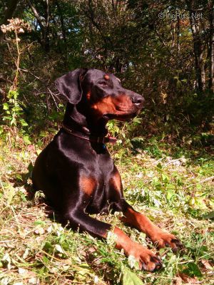 Dog Photo