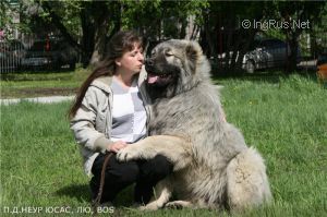 Dog Photo