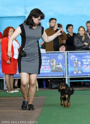Dog Photo