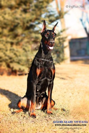 Dog Photo
