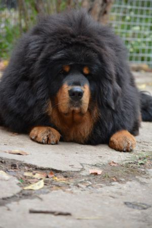 Dog Photo