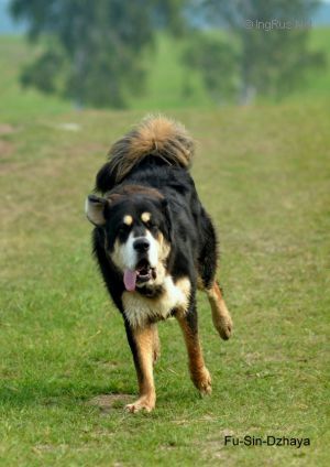Dog Photo