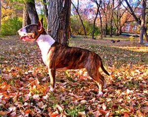 Dog Photo