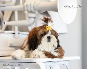 Dog Photo