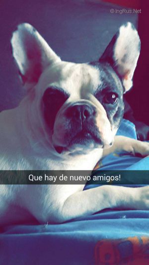 Dog Photo