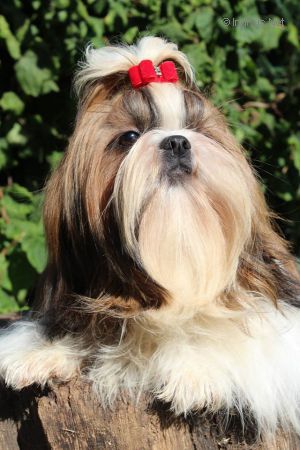 Dog Photo