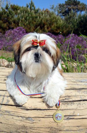 Dog Photo