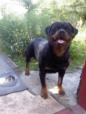 Dog Photo