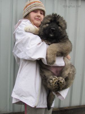Dog Photo
