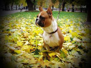 Dog Photo