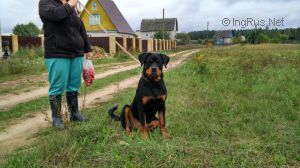 Dog Photo