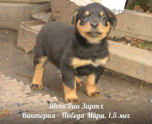 Dog Photo