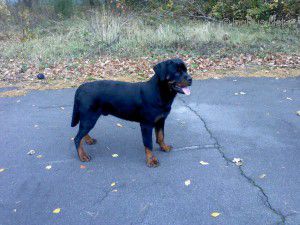 Dog Photo