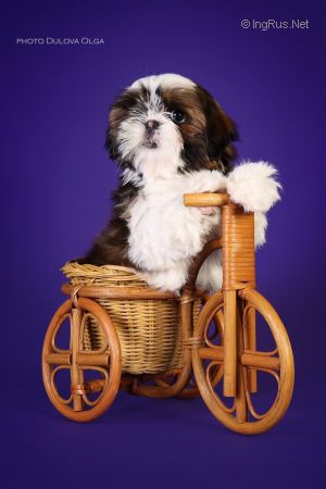 Dog Photo