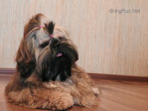 Dog Photo