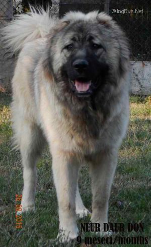 Dog Photo