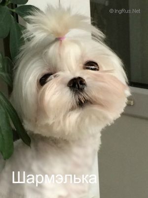 Dog Photo