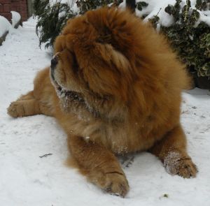 Dog Photo