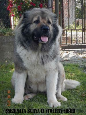 Dog Photo