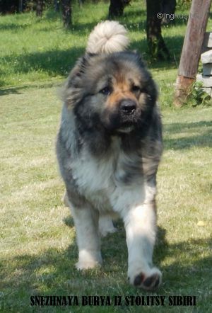 Dog Photo