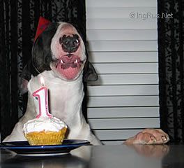 Dog Photo
