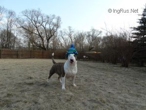 Dog Photo